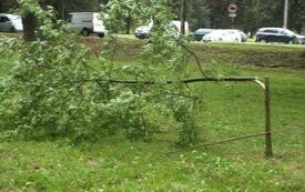 Głupota i bezmyślność: Kolejne drzewa zniszczone, koszty poniosą wszyscy kęczanie 1