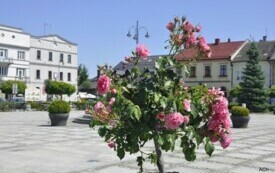 Kęcki Rynek zn&oacute;w w rozkwicie 2