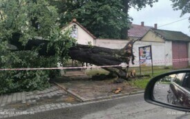 Wieczorna burza powaliła drzewa i postawiła na nogi wszystkie gminne jednostki OSP 4