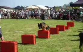 X Piknik Rodzinny w Bielanach 2025 36