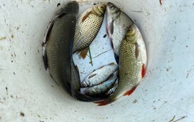 Zawody Wędkarskie o Puchar Burmistrza Gminy Kęty 2022 28