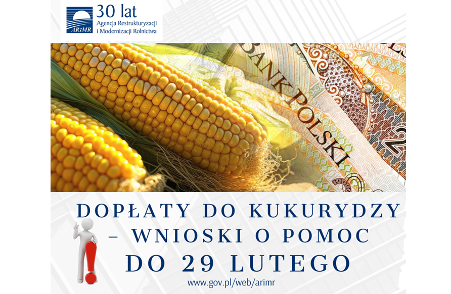 Zdjęcie do Dopłaty do kukurydzy &ndash; wnioski o pomoc do 29 lutego 