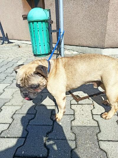 Mops znaleziony w Kętach