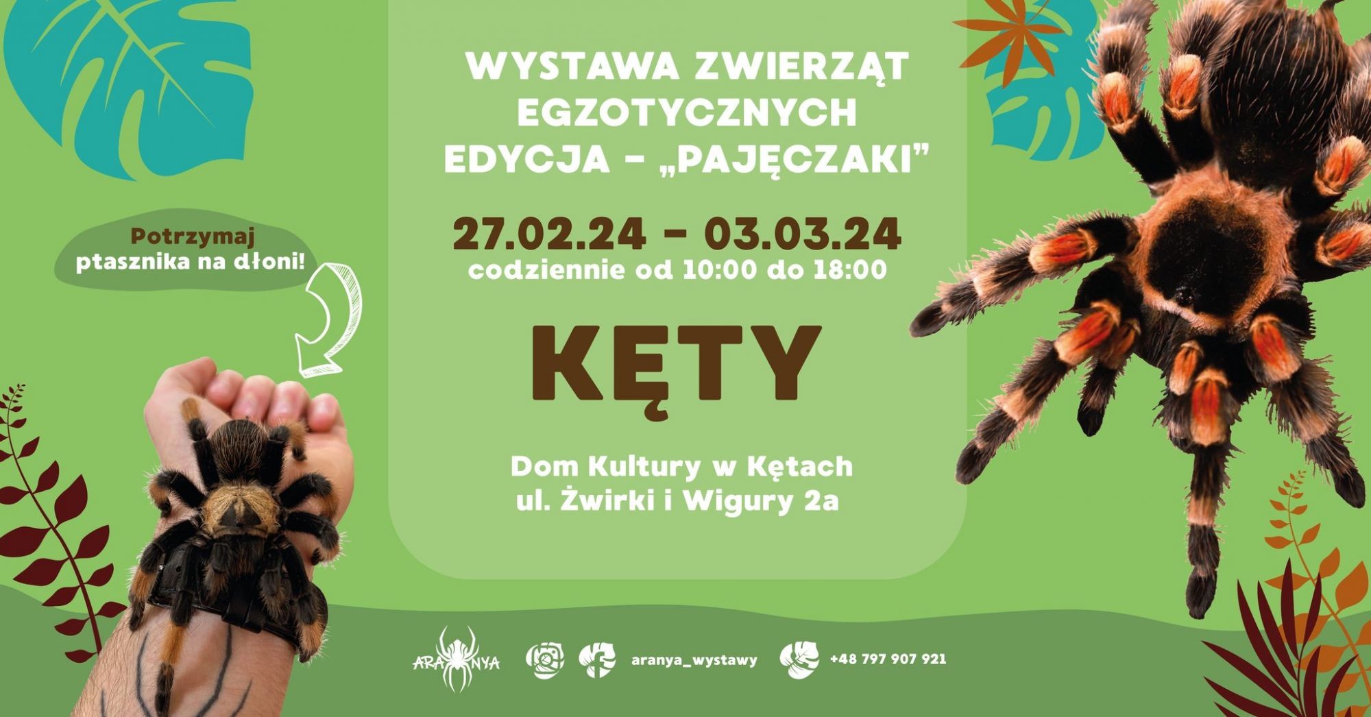 Grafika promująca wystawę pajęczaków