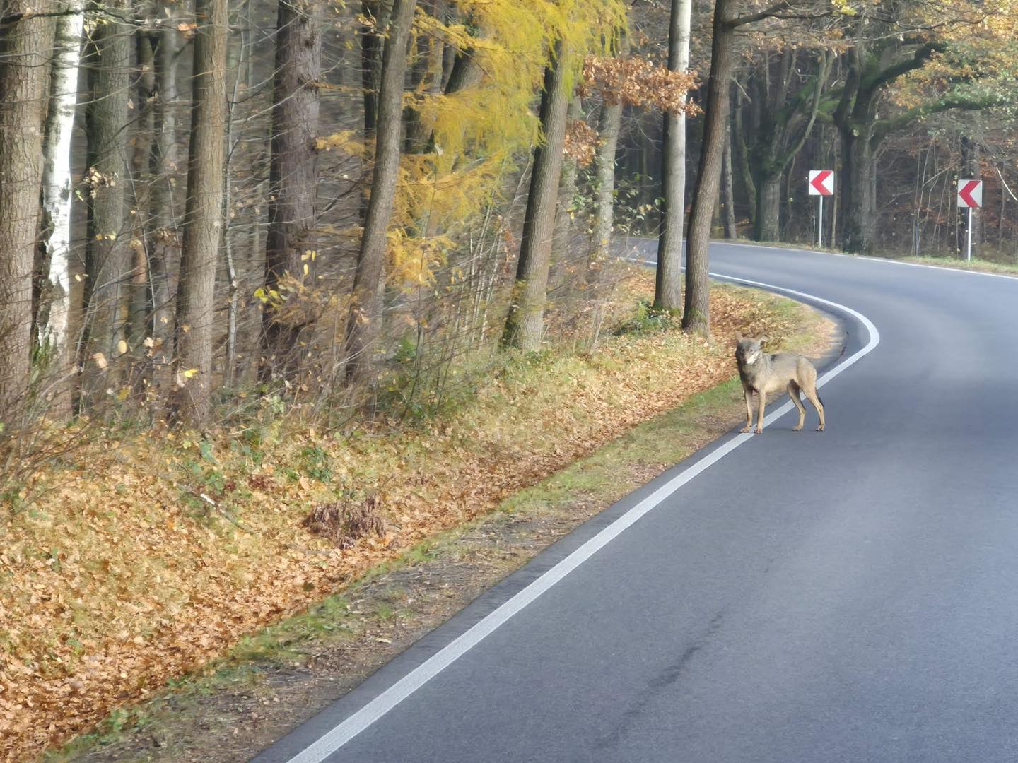 Widok na ul. Żeromskiego w Kętach Podlesiu