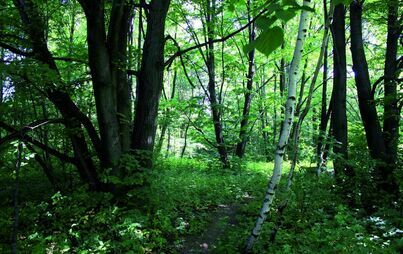 Zdjęcie do Nadleśnictwo Andrych&oacute;w zakupi lasy oraz grunty przeznaczone do zalesienia