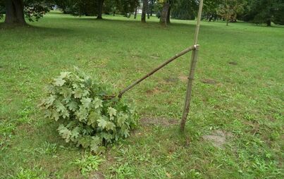 Zdjęcie do Głupota i bezmyślność: Kolejne drzewa zniszczone, koszty poniosą wszyscy kęczanie