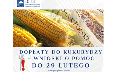 Zdjęcie do Dopłaty do kukurydzy &ndash; wnioski o pomoc do 29 lutego 