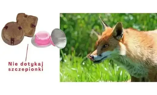 Zdjęcie do Akcja ochronnego szczepienia lis&oacute;w wolno żyjących