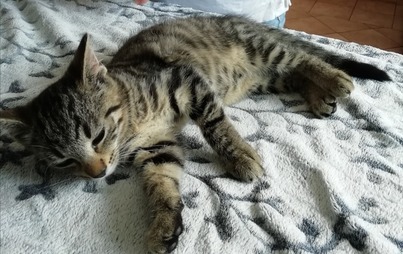 Zdjęcie do 4-miesięczna kotka do adopcji od zaraz!