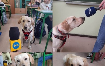 Zdjęcie do Wally &mdash; labrador dogoterapeuta kęckiej Dw&oacute;jki &mdash; gwiazdą medi&oacute;w!