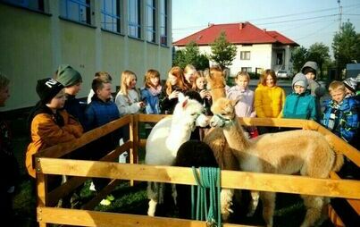 Zdjęcie do Alpaki w Twojej klasie