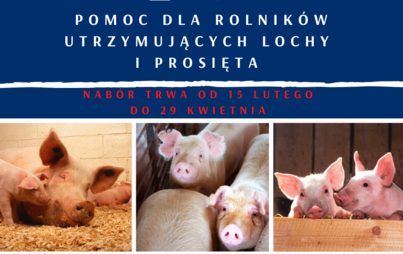 Zdjęcie do Pomoc dla utrzymujących lochy i prosięta &ndash; na razie blisko 2 tys. wniosk&oacute;w trafiło do ARiMR