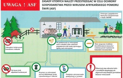 Zdjęcie do Apel Powiatowego Lekarza Weterynarii w Oświęcimiu w sprawie afrykańskiego pomoru świń